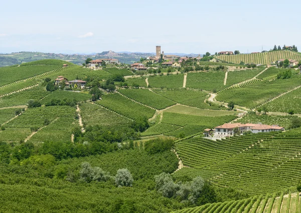 Langhe, αμπελώνες — Φωτογραφία Αρχείου