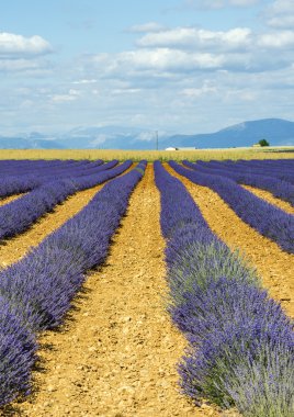 Plateau de valensole (provence), lavanta
