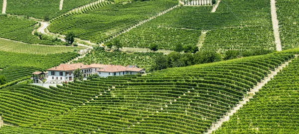 Langhe, vingårdar — Stockfoto