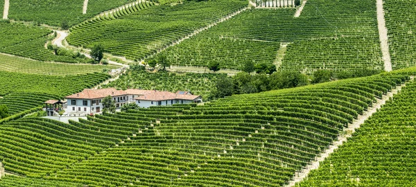 Langhe, viñedos —  Fotos de Stock