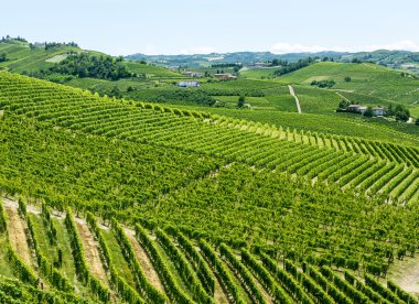Langhe, üzüm bağları