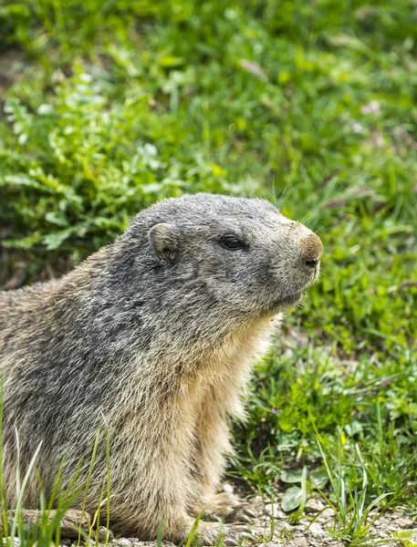 Colle dell'Agnello: groundhog närbild — Stockfoto