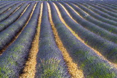 Plateau de valensole (provence), lavanta