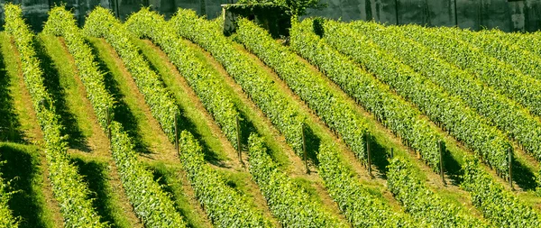 Ланге, виноградники — стоковое фото