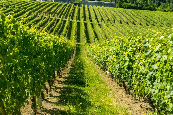 Langhe, vinice — Stock fotografie