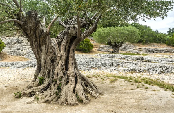 Pont du Gard: eski zeytin ağaçları