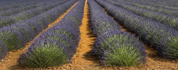 Dataran tinggi de Valensole (Provence), lavender — Stok Foto