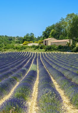 Plateau de valensole (provence), lavanta
