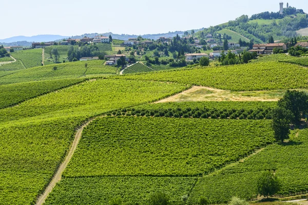 Langhe, vingårdar — Stockfoto