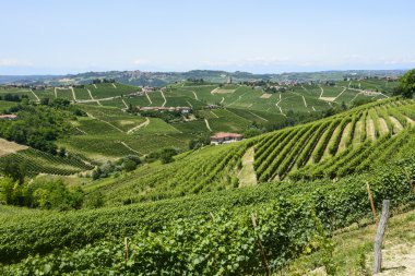 Langhe, üzüm bağları