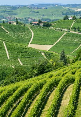 Langhe, üzüm bağları