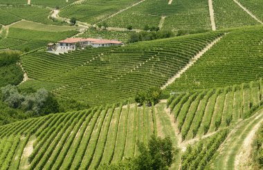 Langhe, üzüm bağları