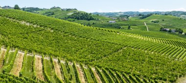 Langhe, üzüm bağları