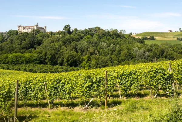 Langhe, vineyards — Stock Photo, Image