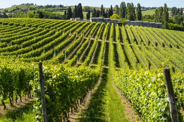 Langhe, vinice — Stock fotografie