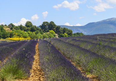 Plateau de valensole (provence), lavanta