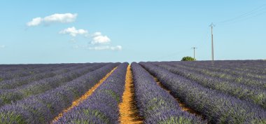Plateau de valensole (provence), lavanta