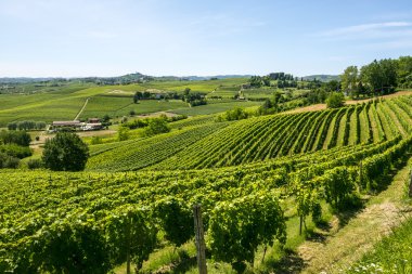 Langhe, üzüm bağları