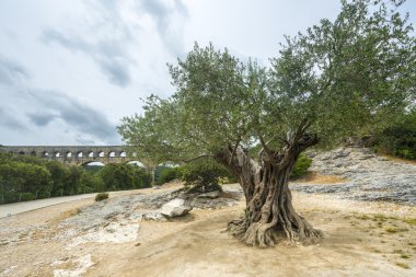 Pont du Gard: eski zeytin ağaçları