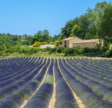 Plateau de valensole (provence), lavanta