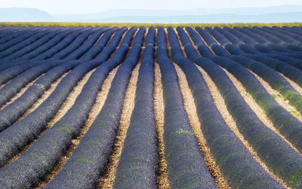 Plateau de valensole (provence), levandule — Stock fotografie