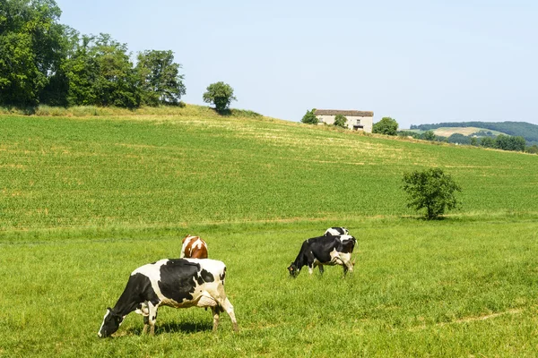 Pastos cerca de Albi (Francia ) —  Fotos de Stock