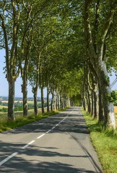 Vej nær Castres (Frankrig ) - Stock-foto