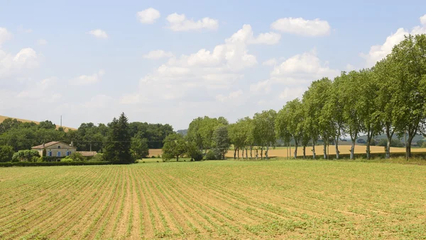 Route près de Albi (France) ) — Photo