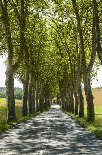 Estrada perto de Albi (França ) — Fotografia de Stock