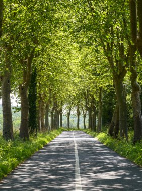 albi (Fransa yolunda)