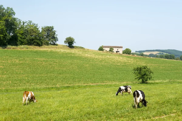 Weide bei Albi (Frankreich)) — Stockfoto