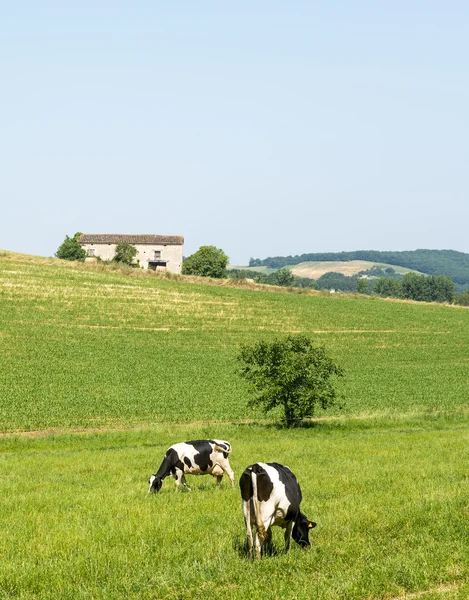 Pastos cerca de Albi (Francia ) —  Fotos de Stock