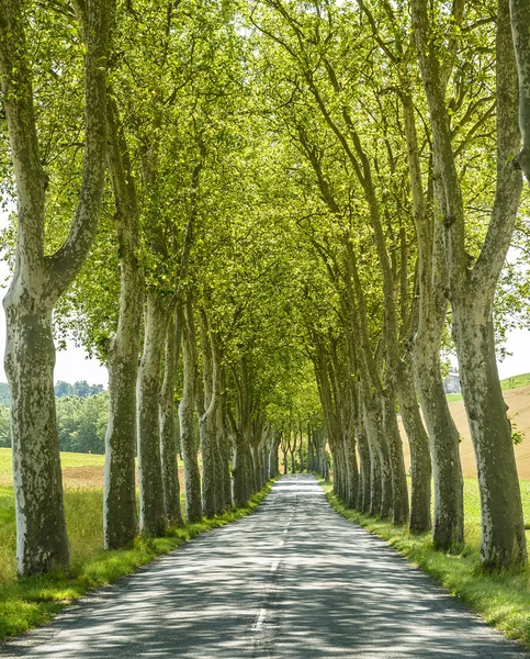 Straße in der Nähe von Albi (Frankreich) — Stockfoto