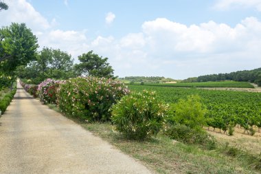 languedoc-roussillon üzüm bağları