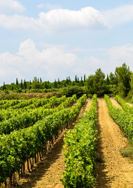 Winnice w regionie Langwedocja roussillon — Zdjęcie stockowe