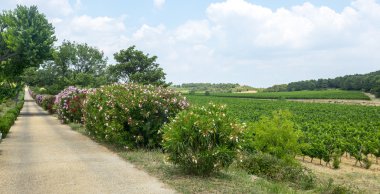 languedoc-roussillon üzüm bağları