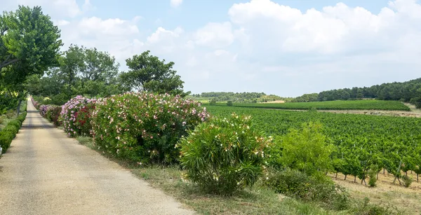 Winnice w regionie Langwedocja roussillon — Zdjęcie stockowe