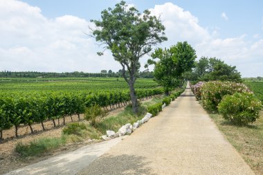 languedoc-roussillon üzüm bağları