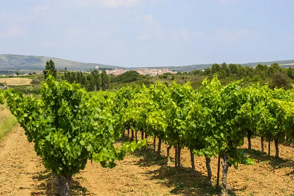 Wijngaarden in languedoc-roussillon — Stockfoto