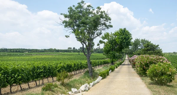 Виноградники Лангедока-Руссильона — стоковое фото