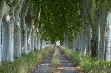 Country road in Provence clipart
