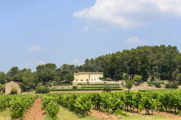 Vinice v var (provence) — Stock fotografie