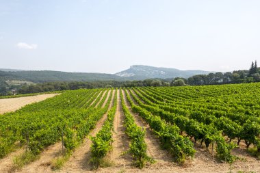 provence bağ
