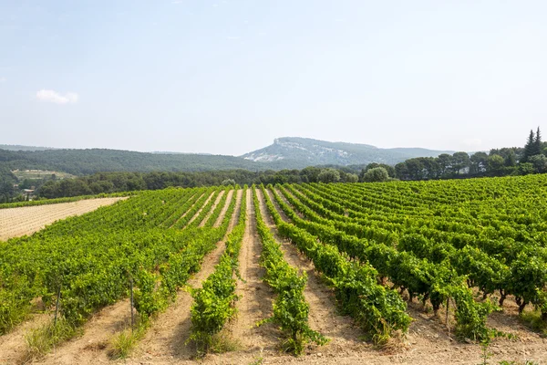 Vinice v provence — Stock fotografie