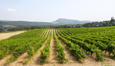 provence bağ