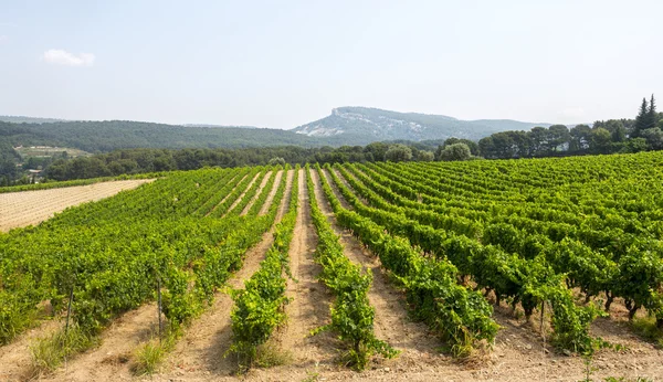 Szőlőskert provence-ban — Stock Fotó