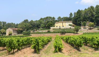 üzüm bağları var (provence)