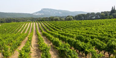 provence bağ