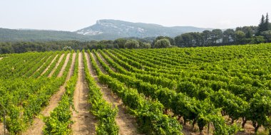 Vineyard in Provence clipart