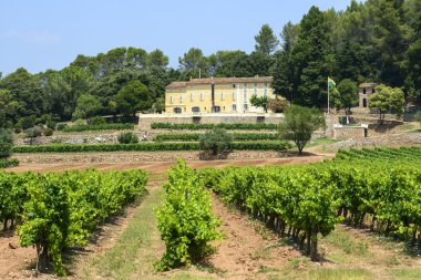üzüm bağları var (provence)